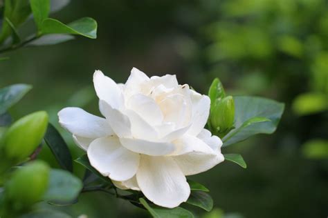 字子花|栀子（茜草科、栀子属植物）